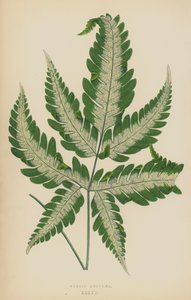 Pteris Argyraea by English School